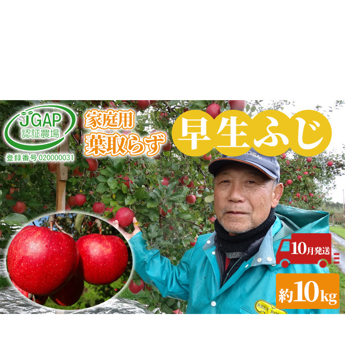 10月発送 家庭用 葉取らず 早生ふじ 約10kg【訳あり】【鶴翔りんごGAP部会 青森県産 津軽産 リンゴ 林檎】