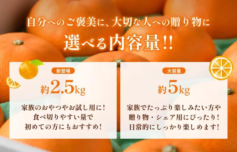 【先行予約】せとか（家庭用）レギュラー箱 約5kg【KC00770】
