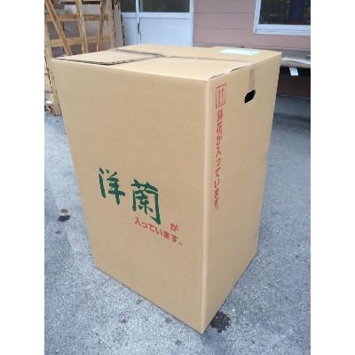 ふるさと納税 南アルプス市 シンビジウム直立4本立て「ピンク系・イエロー系」6.5号　1鉢(2024年発送分) |  | 02