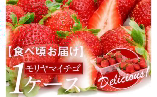 【食べ頃お届け】モリヤマイチゴ1ケース