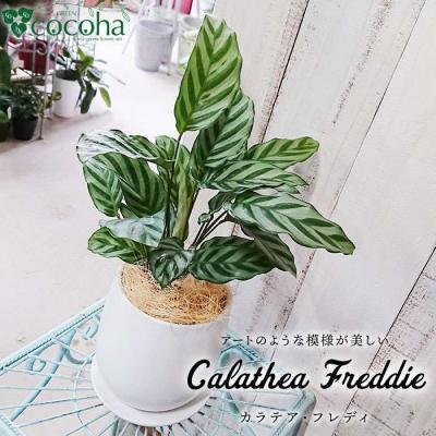 ふるさと納税 糸島市 カラテア・フレディ糸島市/cocoha[AWB017]観葉植物グリーンインテリア室内