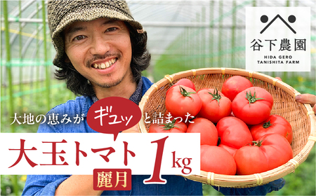 予約受付【期間限定】≪有機JAS認証≫地元下呂市の人気者！大地の恵みがぎゅーっと詰まった果肉が厚い 大玉トマト 約 1kg（6～8玉）（サイズ混合）《飛騨下呂産》麗月 とまと 産地直送 1キロ【61-16】