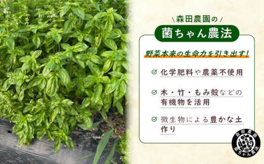 露地野菜 セット 【6～9品】 菌ちゃん農法 旬 化学肥料・農薬不使用 ／ 野菜セット 旬野菜セット 無農薬野菜 野菜詰め合わせ 農薬不使用野菜 露地野菜 国産野菜 産地直送 野菜宅配 季節野菜 料理好き 食材セット オーガニック野菜 健康野菜 新鮮野菜 愛知県 No.540