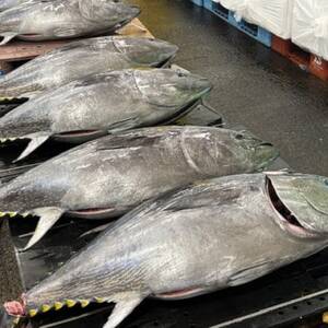 青森産　天然本マグロ　たたき【配送不可地域：離島】【1657203】