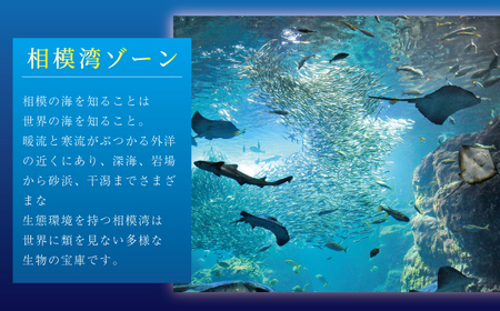 チケット 神奈川 【新江ノ島水族館】前売入場券（大人1枚、幼児1枚）有効期間2025年1月1日～6ヵ月間 水族館 前売 入場券 江ノ島 藤沢市 神奈川県 プレゼント ギフト