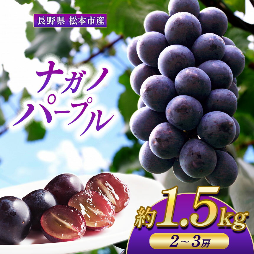 【ふるさと納税】【先行予約】2025年8月下旬頃発送 松本市産　ナガノパープル　1.5kg（2~3房） |特選 贈答用 果物 フルーツ ぶどう 葡萄 プレゼント ナガノパープル 信州産 長野県 松本市