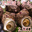 【先行予約】鳥取県産 天然活サザエ 2.5kg (殻付き)※2024年7月上旬～8月上旬頃に順次発送予定