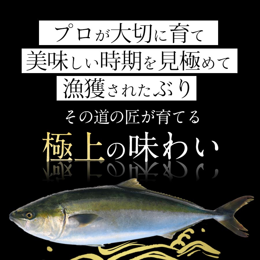 宮崎産 新海屋 鰤屋金太郎 金太郎 ぶり フィレ 1.3kg〜 1匹 2枚　冷蔵　N018-ZC511_1