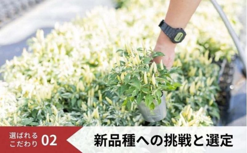 パンジー花苗セット　よく咲くスミレ12ポットセット / 花　パンジー　よく咲くスミレ　花苗　花き品評会理事長賞受賞生産者直送　ガーデニング 花壇 苗 苗木 花の苗 花の苗物