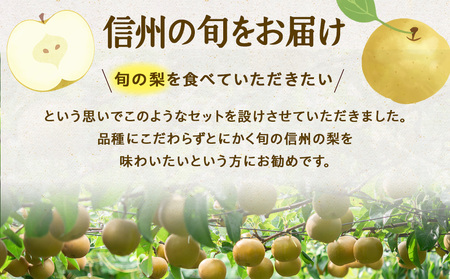 【2024年】信州の梨 品種おまかせ 約3kg フルーツ 果物 デザート なし ナシ 産地直送 長野県 信州産
