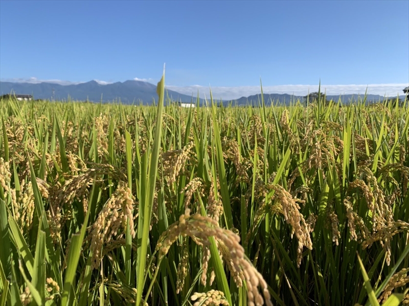 生きもの田んぼのお米　市川さんのこしひかり 令和6年産【白米2kg】農薬・化学肥料・除草剤不使用　精米　コメ　信州【 米 コメ 備蓄品 仕送り おすそ分け 備蓄米 長野県 佐久市 】