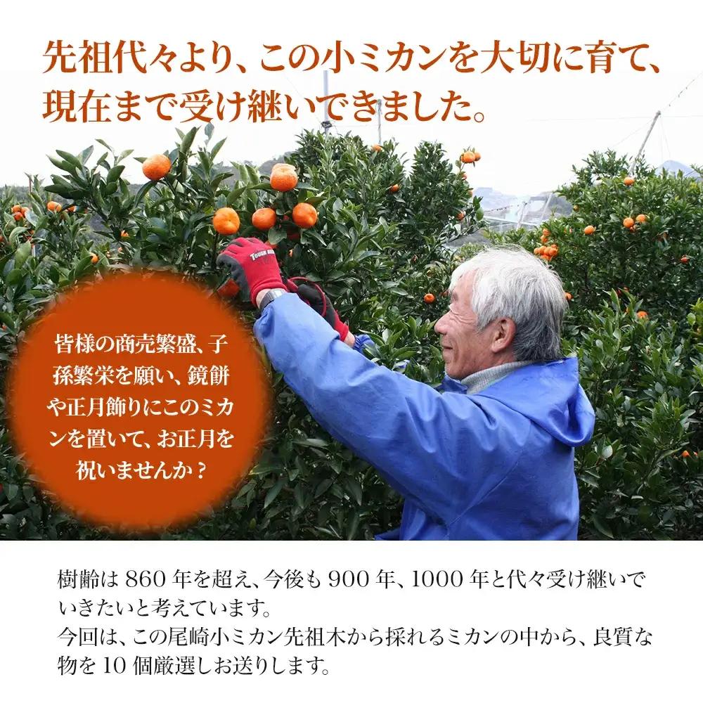 【先行予約】国指定天然記念物 尾崎小 みかん 先祖木の小みかん | 津久見市