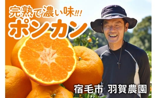 羽賀農園 完熟 ポンカン 10kg みかん 柑橘 フルーツ 果物 旬 季節 贈答 ギフト 贈り物 お歳暮 お中元 自宅用 家庭用 甘い 酸味 ジューシー 産地直送 農家 特産品 名産 高知県 四国 国産 宿毛市 高知市