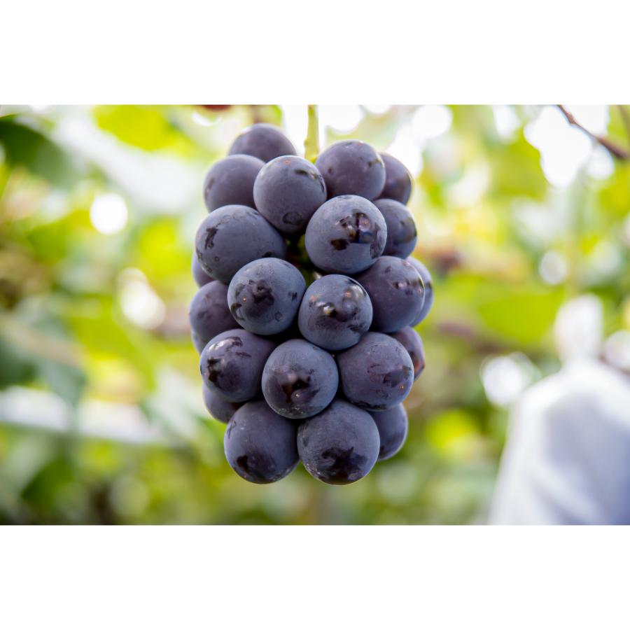 ＜マルモ秀果園＞ナガノパープルと旬のぶどう（品種お任せ）　2房ぶどう2房、合計1.2kg