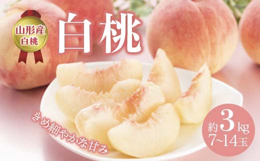 《先行予約 2025年度発送》白桃 約3kg(7~14玉)  もも モモ 桃 デザート フルーツ 果物 くだもの 果実 食品 山形県 FSY-0509