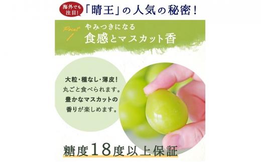 ぶどう 2024年 先行予約 シャイン マスカット 晴王 3～5房 2kg前後 （8月上旬～9月下旬発送分） ブドウ 葡萄 岡山県産 国産 フルーツ 果物 ギフト 