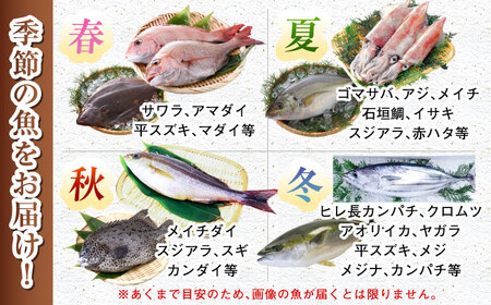 【五島列島・直送】朝獲れ！高級鮮魚セット6kg  / 冷蔵 おまかせ おたのしみ 刺身 五島市 / 鯛福丸水産 [PDP004]