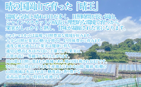 2025年 先行予約受付中 シャインマスカット晴王2房 約1.2kg 岡山県産 種無し 皮ごと食べる みずみずしい 甘い フレッシュ 瀬戸内 晴れの国 おかやま 果物大国 ハレノフルーツ