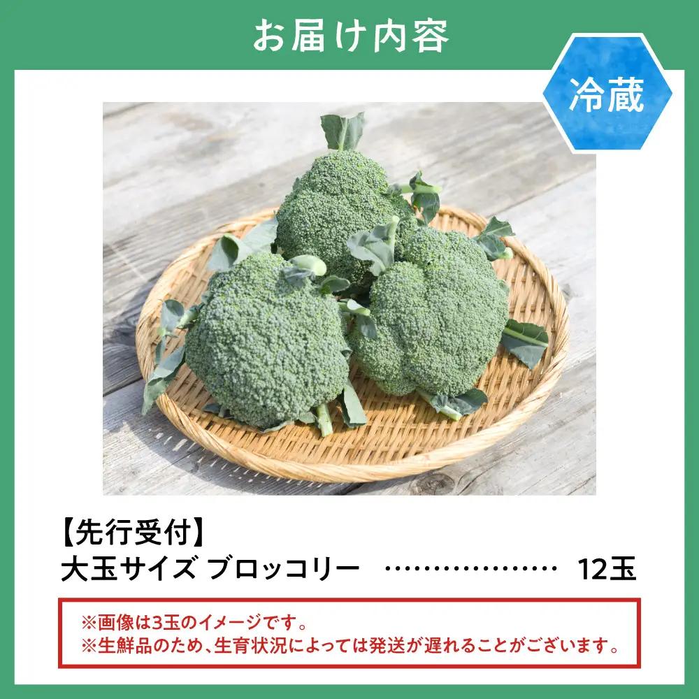 氷詰めブロッコリー縦置き12玉 大玉ぶろっこりー