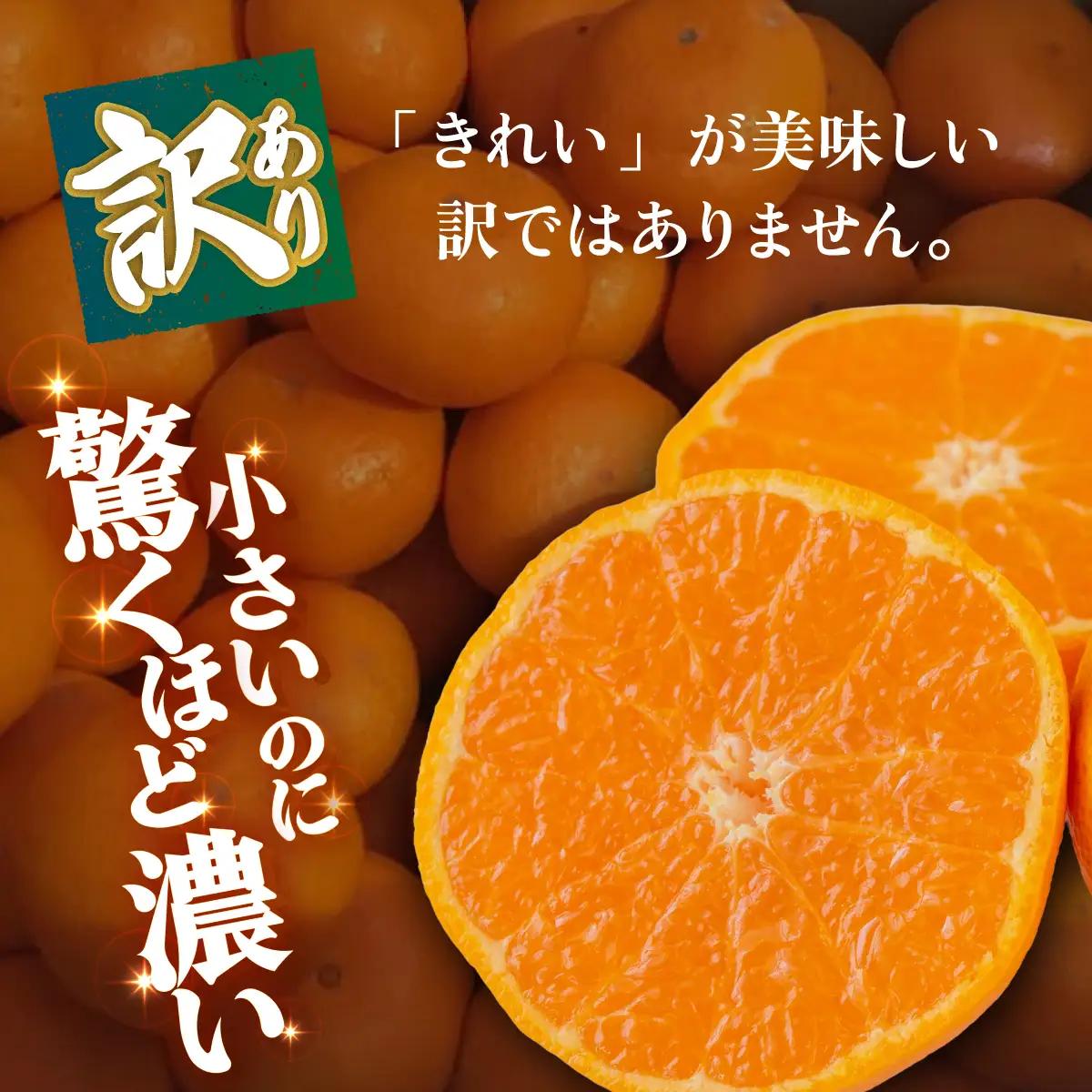 ＜【訳あり】愛媛県産 小玉みかん 約2kg＞『2026年11月上旬～1月下旬迄順次発送予定』 わけあり 訳アリ 濃厚 甘い 小さい こだま みかん 蜜柑 訳あり 果物 くだもの フルーツ ミカン 果汁