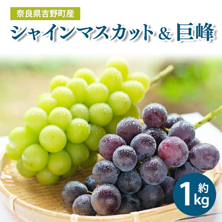 【ふるさと納税】シャインマスカット ＆ 巨峰 約1kg 各1房（計2房） フルーツ ぶどう マスカット 葡萄 果物 奈良県 吉野町 くだもの 果物