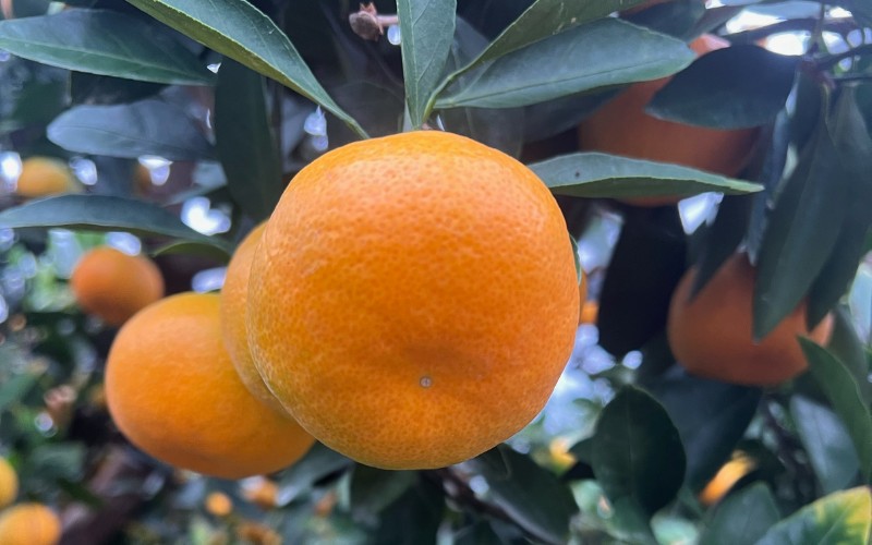 【数量限定】仲森農園の温室みかん 2.5kg 【2026年7月より順次発送予定（お届け日指定不可）】 みかん ミカン 蜜柑 温州みかん 温州ミカン 柑橘 フルーツ 果物 くだもの 産地直送 三重県 熊