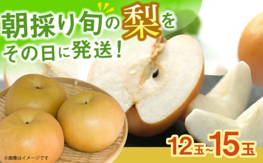 【2025年9月～発送】長崎県産 朝採り旬の梨 約5kg 12玉～15玉 / 大村市 / 産直松吉 [ACZC007]