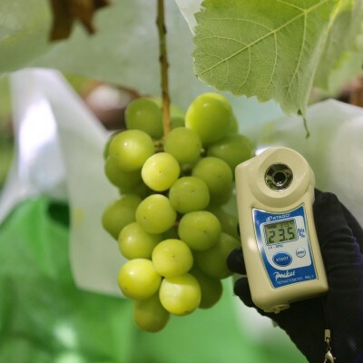 【2026年先行受付】2026年9月中旬発送「牧丘天空シャインマスカット」約1kg(2～3房)【配送不可地域：離島・沖縄県】