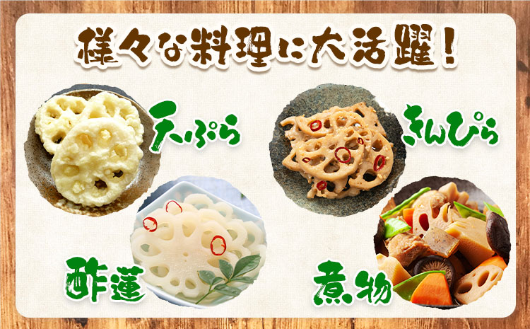 蓮根 1kg まちづくり河内株式会社かわち夢楽《30日以内に出荷予定(土日祝除く)》 茨城県 河内町 蓮根 れんこん レンコン 野菜---kawachhi_mura_21_1kg---