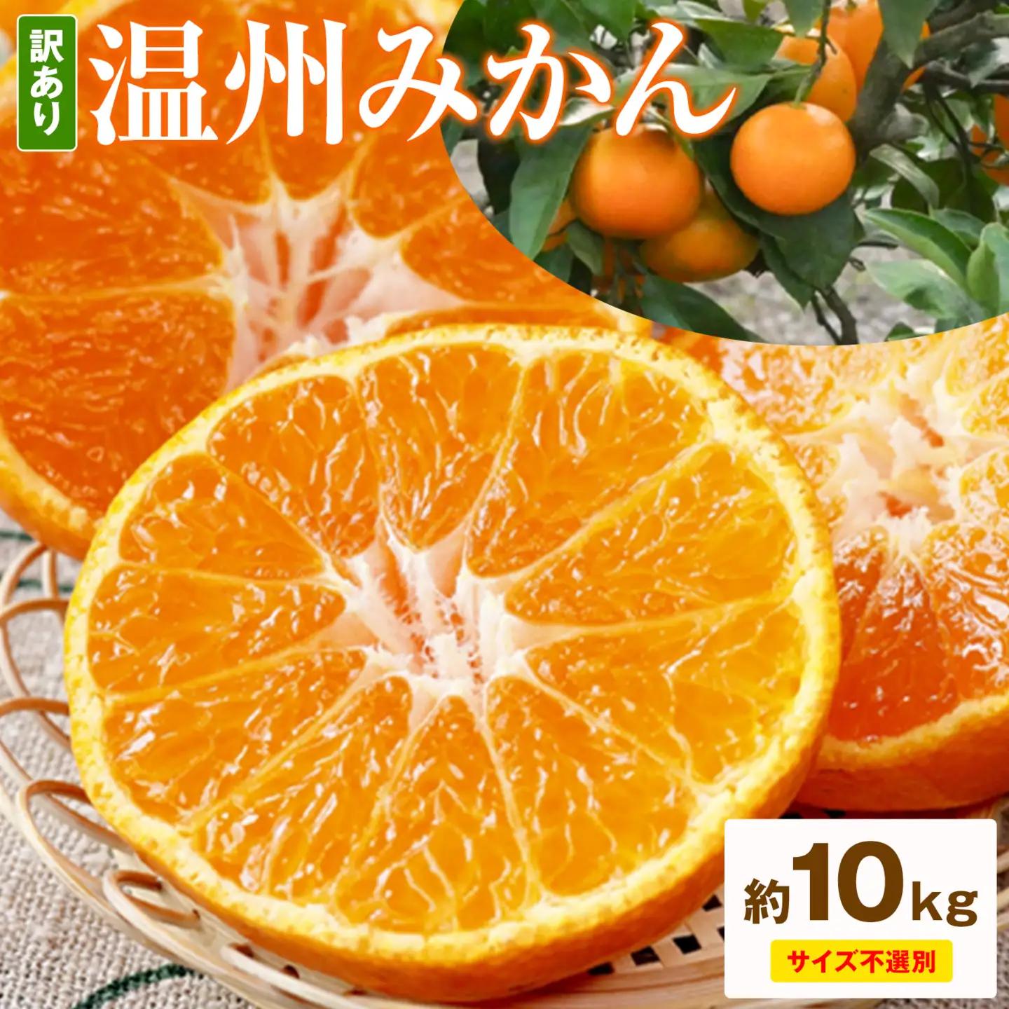 ご家庭用 温州みかん 約10kg