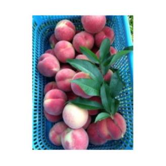 南信州産 桃 あかつき 約3kg
