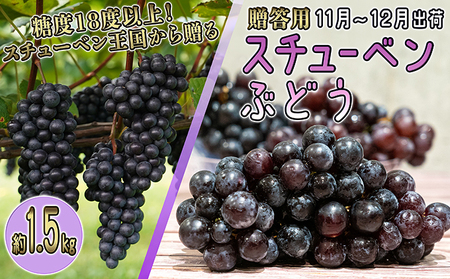 スチューベンぶどう津軽ぶどう村特秀 青森県産 スチューベン【約1.5kg】