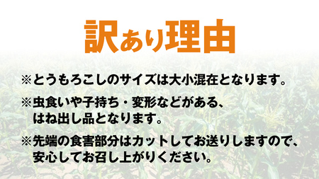 とうもろこし 訳あり ピュアホワイト 約6kg 朝採り 産地直送 令和8年産