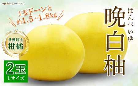 【先行予約】八代特産 晩白柚 Lサイズ 2玉 ばんぺいゆ 柑橘 果物 くだもの フルーツ 熊本県 【2025年12月上旬より順次発送】