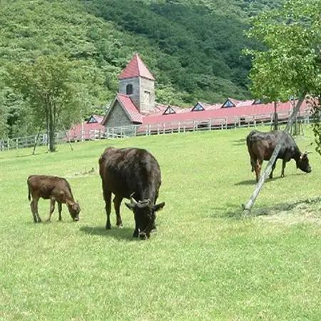 「世界農業遺産認定!」黒毛牛の但馬牛すき焼・しゃぶしゃぶ用　(もも300g・バラ200g)【配送不可地域：離島】【1060306】