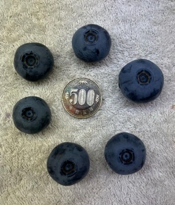 【超大粒】山梨県産（明野産）冷凍　ブルーベリー1,000g　ブルーベリー1,000g ブルーベリー 超大粒 1,000g 無農薬 期間限定 数量限定 フルーツ くだもの 生果 生果実 新鮮 冷凍 ジュ