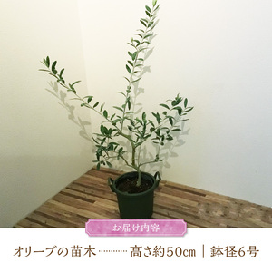 チーム田主丸『我が家の果樹園』シリーズ 【オリーブ】_オリーブ 苗木 高さ 約 50cm 鉢径 6号 チーム田主丸 我が家の果樹園 シリーズ 果樹園 初心者 育てやすい おしゃれ 人気 常緑樹 庭木 