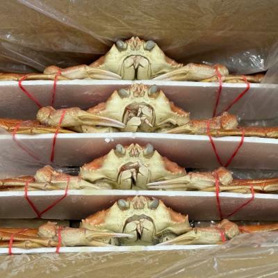 ふるさと納税 紋別市 北海道産　ボイルオオズワイガニ姿　計1〜1.5kg内外(3〜4尾) |  | 01
