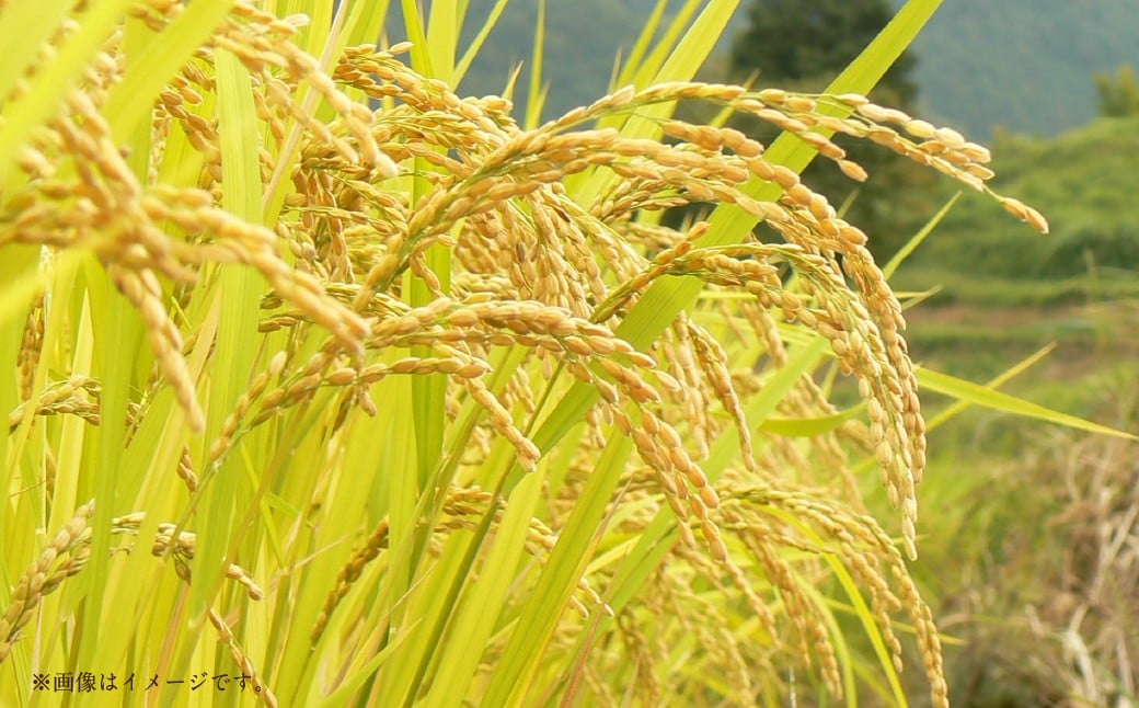 【 令和7年産 】 中央市産 コシヒカリ 2kg