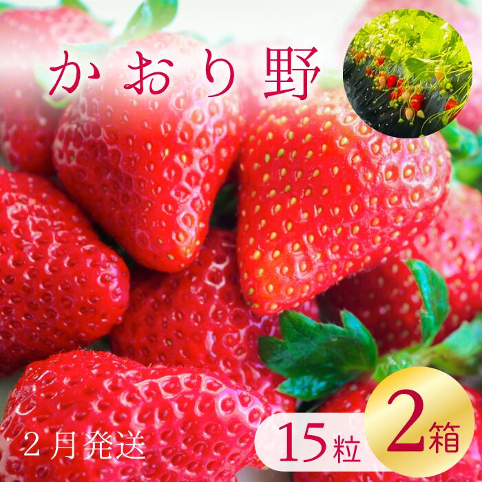 【ふるさと納税】【2026年2月発送】★数量限定★爽やかな甘味！いちご（かおり野）15粒入り 2箱｜いちご 苺 フルーツ 果物 かおり野 茨城県 行方市(W-2)