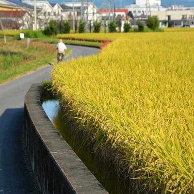 ふるさと納税 小郡市 定期便3回 昔ながらの有機れんげ栽培 「恋華米」 5kg×3カ月[No5354-0892] |  | 01
