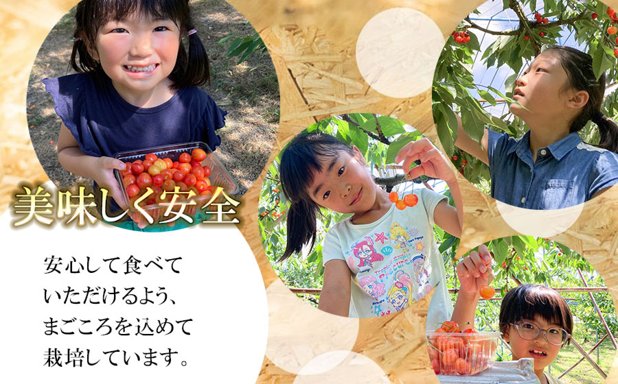 【令和8年産先行予約】佐藤錦 バラ詰め Lサイズ 1kg　もぎたて「初夏の味覚」さくらんぼ　丸忠農園