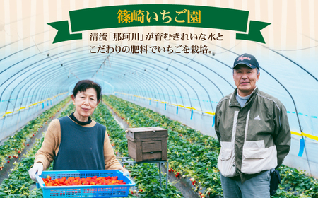 いちご 定期便3回 完熟 とちあいか 大粒  約1080g | イチゴ 大粒 栃木県 茂木町