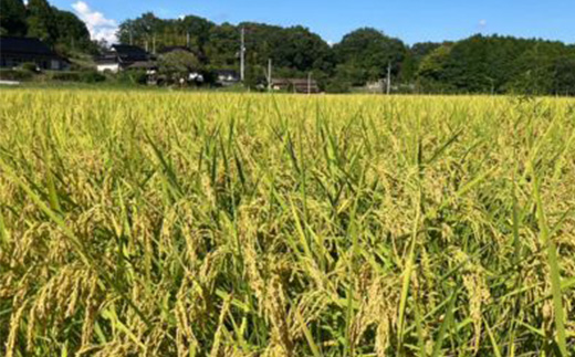 【2種食べ比べ】岡山県産あきたこまち×にじのきらめき　[5kg×2袋(10kg)]【1726896】