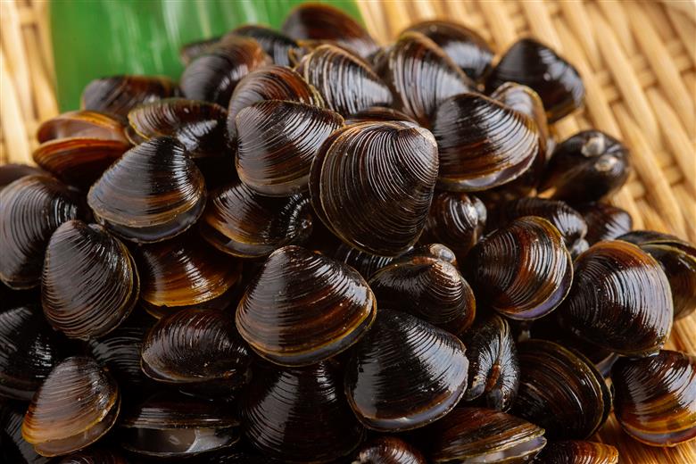 北海道網走湖産 ヤマトシジミ（600g × 2P） ABN002