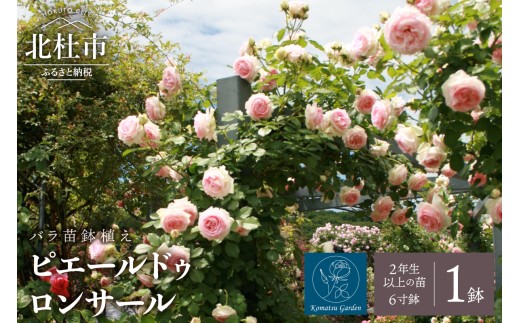 バラ苗鉢植え「ピエールドゥロンサール」 バラ 苗 1鉢 弱い返り咲き 鉢植え 花 6寸鉢 2年生以上の苗 ガーデニング 初心者 母の日 父の日