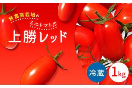 ミニトマト 上勝レッド 栽培期間中農薬不使用 1kg NARUMIFARM《2024年8月上旬-11月上旬頃出荷》野菜 夏野菜 トマト とまと ミニトマト プチトマト 栽培期間中農薬不使用 上勝町 NARUMIFARM 徳島県 冷蔵便 クール便 リコピン 新鮮 有機 送料無料