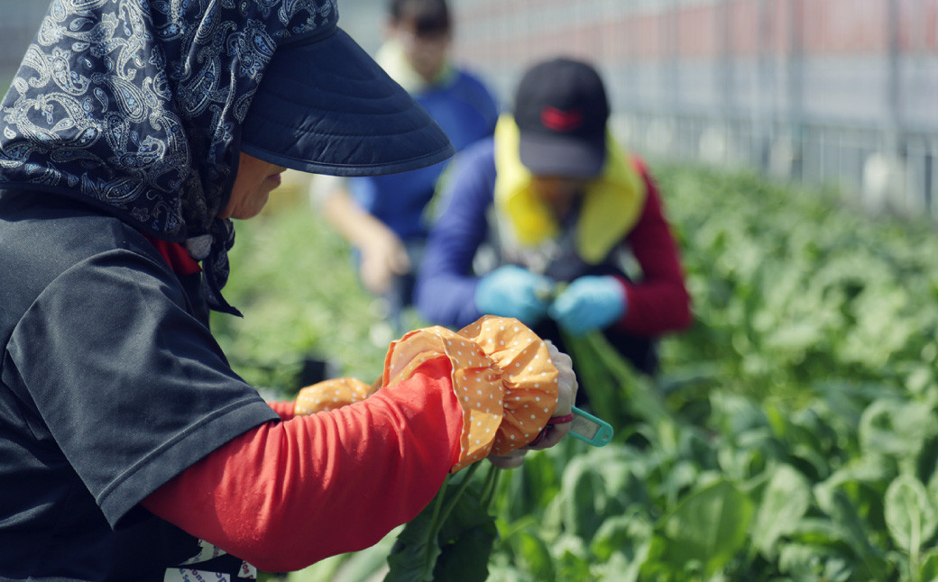 【定期便12回】旬の朝採れ土佐野菜詰め合わせ（10～13品目）