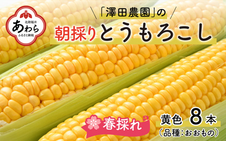 【先行予約】春とうもろこし 10本 おおもの 黄色 朝採り ／ 期間限定 数量限定 ハウス栽培 産地直送 甘い スイートコーン とうもろこし 野菜 あわら ※2024年6月上旬より順次発送