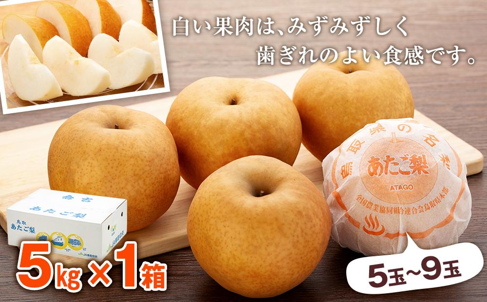 【先行予約】梨 あたご梨 鳥取産 5kg ( 5kg × 1箱 )